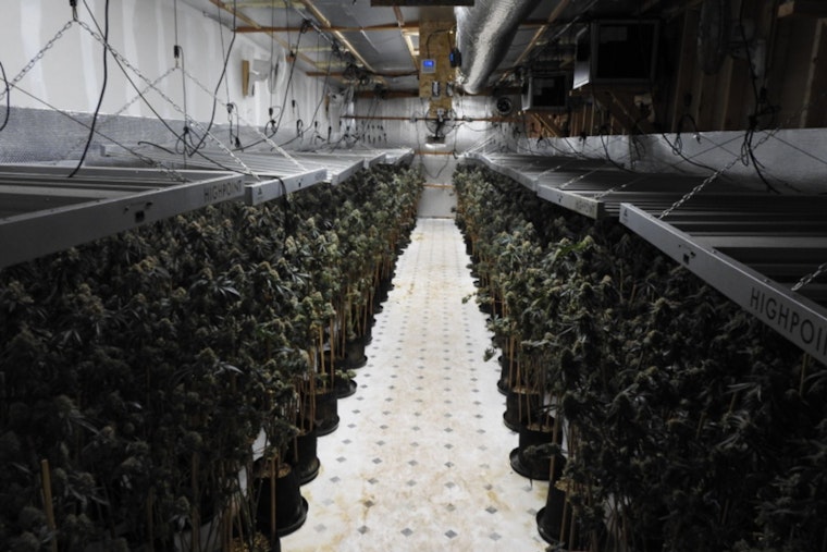 Calaveras County Sheriff’s Team Uncovers 612-Plant Illegal Marijuana Grow-Op in Northern California