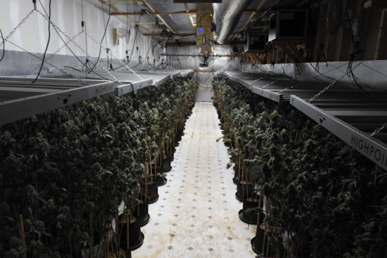 Calaveras County Sheriff’s Team Uncovers 612-Plant Illegal Marijuana Grow-Op in Northern California