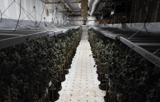 Calaveras County Sheriff’s Team Uncovers 612-Plant Illegal Marijuana Grow-Op in Northern California