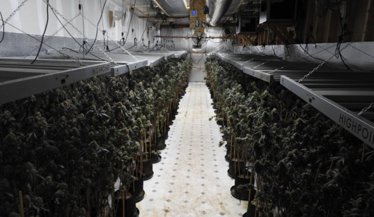 Calaveras County Sheriff’s Team Uncovers 612-Plant Illegal Marijuana Grow-Op in Northern California