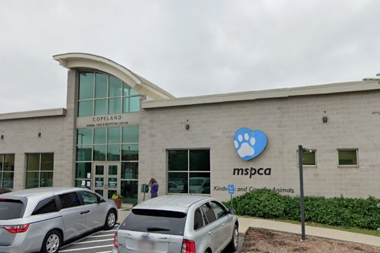 Cambridge Man Charged with Animal Cruelty After Cat Found Injured, MSPCA-Angell Aids Recovery