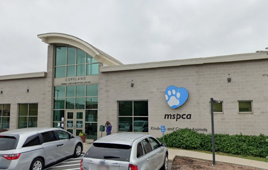 Cambridge Man Charged with Animal Cruelty After Cat Found Injured, MSPCA-Angell Aids Recovery