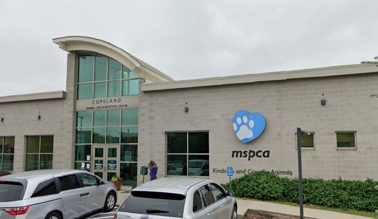 Cambridge Man Charged with Animal Cruelty After Cat Found Injured, MSPCA-Angell Aids Recovery