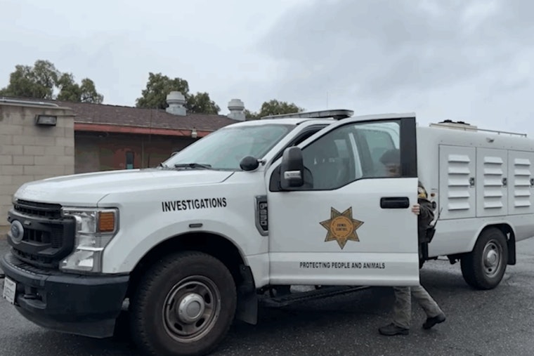 Charges to Be Filed Against Suspected Dog Abuse Perpetrator in Spring Valley Incident