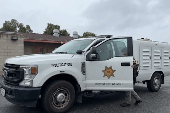 Charges to Be Filed Against Suspected Dog Abuse Perpetrator in Spring Valley Incident