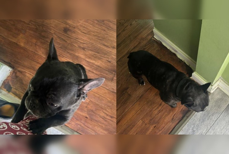 Chicago Community in Shock as Beloved French Bulldog Milo Kidnapped in Armed Robbery in Roseland