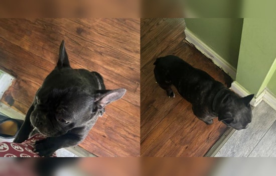 Chicago Community in Shock as Beloved French Bulldog Milo Kidnapped in Armed Robbery in Roseland