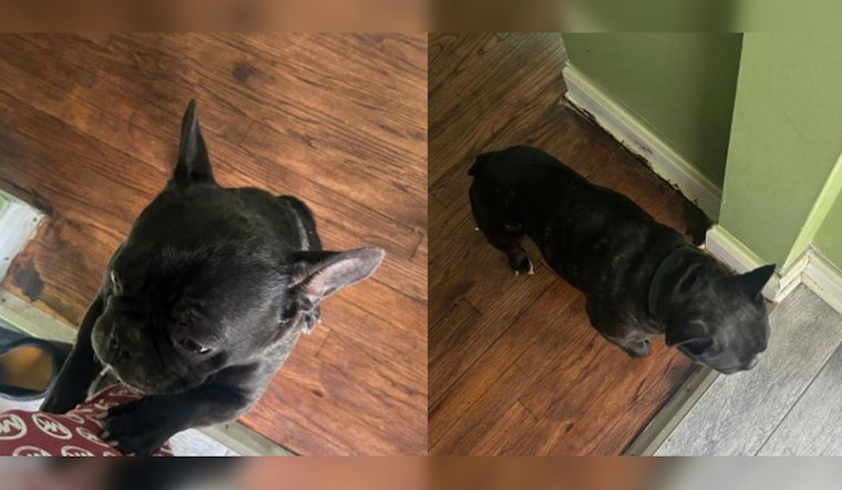 Chicago Community in Shock as Beloved French Bulldog Milo Kidnapped in Armed Robbery in Roseland