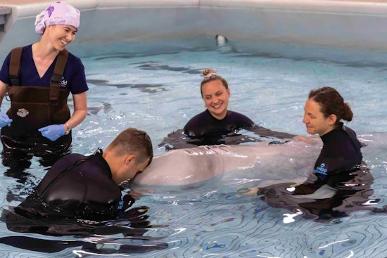 Chicago's Shedd Aquarium Celebrates Triumph as Beluga Whale Recovers from Historic Surgery