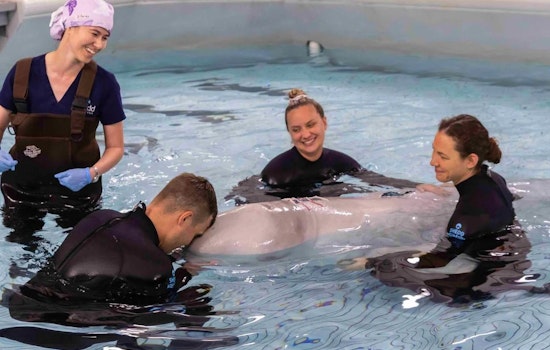 Chicago's Shedd Aquarium Celebrates Triumph as Beluga Whale Recovers from Historic Surgery