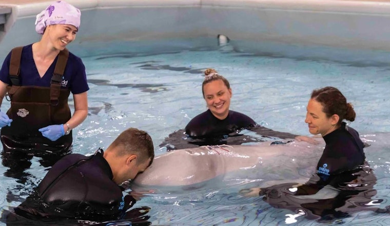 Chicago's Shedd Aquarium Celebrates Triumph as Beluga Whale Recovers from Historic Surgery