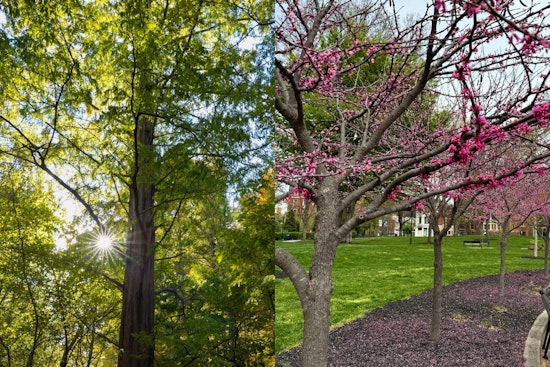 Cincinnati Turns to Trees as Allies in Urban Cooling Efforts Amidst Summer Heat