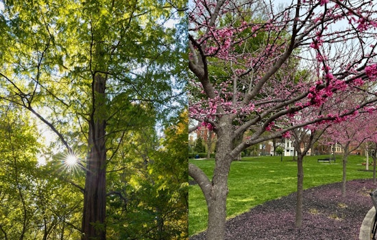 Cincinnati Turns to Trees as Allies in Urban Cooling Efforts Amidst Summer Heat