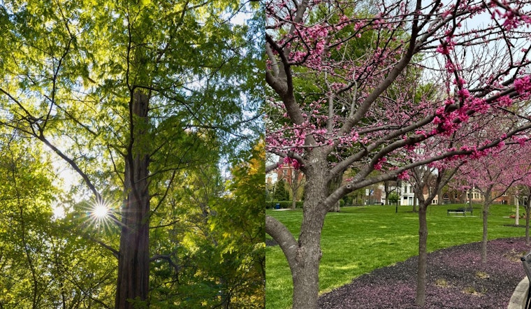 Cincinnati Turns to Trees as Allies in Urban Cooling Efforts Amidst Summer Heat