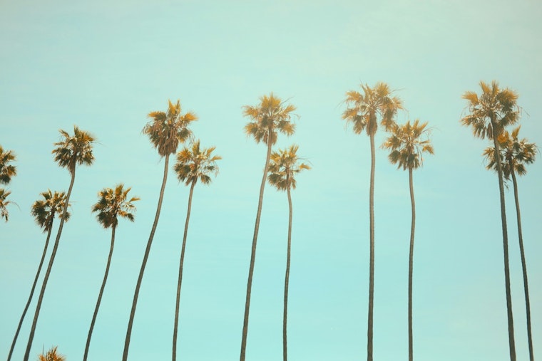 City Announces Palm Tree Trimming Effort to Enhance Health and Beauty of Urban Canopy