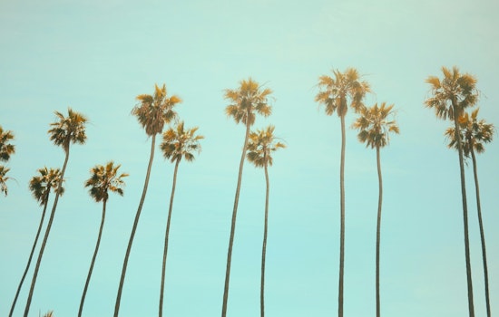 City Announces Palm Tree Trimming Effort to Enhance Health and Beauty of Urban Canopy