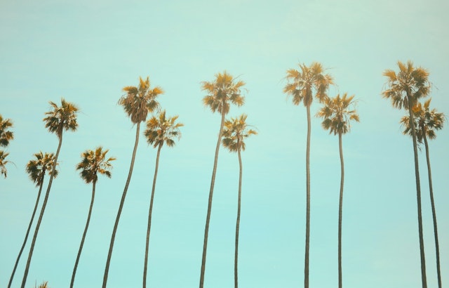 City Announces Palm Tree Trimming Effort to Enhance Health and Beauty of Urban Canopy