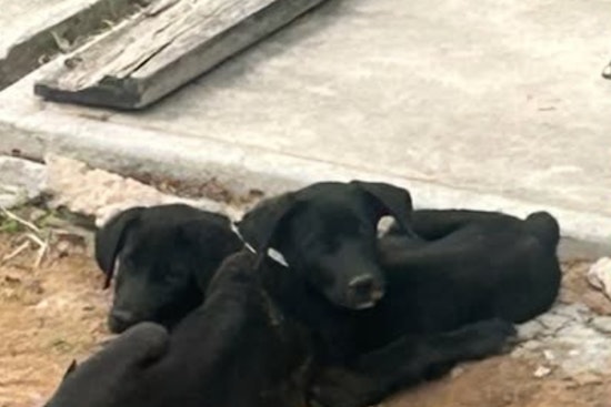 City of Socorro Seeks Loving Homes for Two Abandoned Shepherd Mixes in Need of Adoption or Foster Care