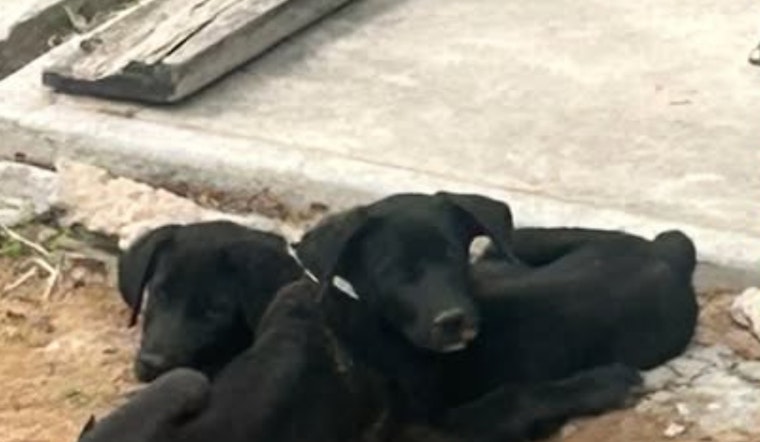 City of Socorro Seeks Loving Homes for Two Abandoned Shepherd Mixes in Need of Adoption or Foster Care