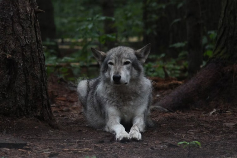 Cochise County Officials Unanimously Criticize Mexican Gray Wolf Reintroduction Program, Support Continues for Range Rider Initiative