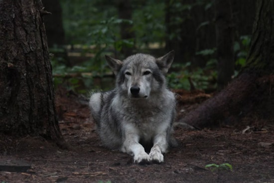 Cochise County Officials Unanimously Criticize Mexican Gray Wolf Reintroduction Program, Support Continues for Range Rider Initiative