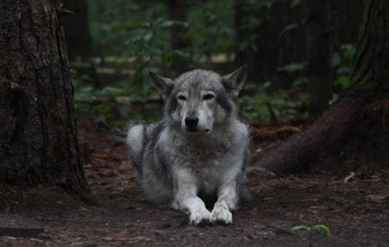 Cochise County Officials Unanimously Criticize Mexican Gray Wolf Reintroduction Program, Support Continues for Range Rider Initiative