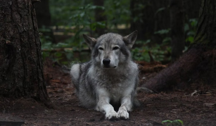 Cochise County Officials Unanimously Criticize Mexican Gray Wolf Reintroduction Program, Support Continues for Range Rider Initiative