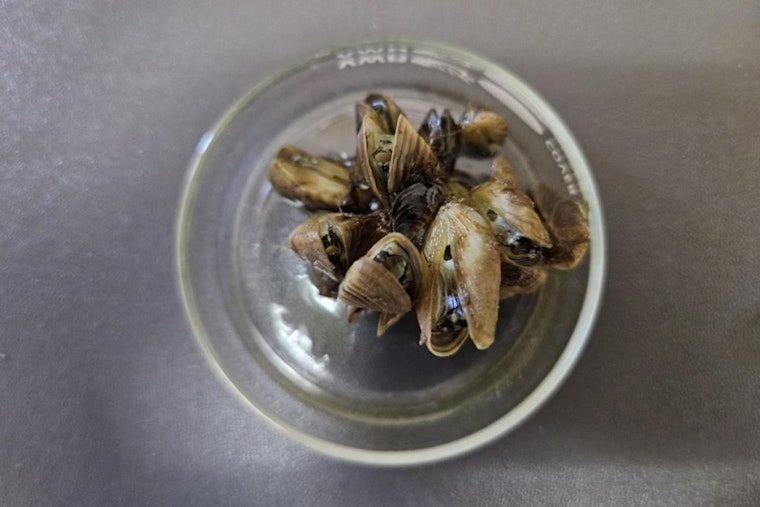 Colorado Battles Invasive Zebra Mussels: New Findings in Eagle County and Statewide Efforts to Curb Spread