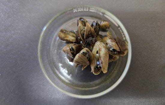 Colorado Battles Invasive Zebra Mussels: New Findings in Eagle County and Statewide Efforts to Curb Spread