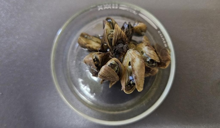 Colorado Battles Invasive Zebra Mussels: New Findings in Eagle County and Statewide Efforts to Curb Spread