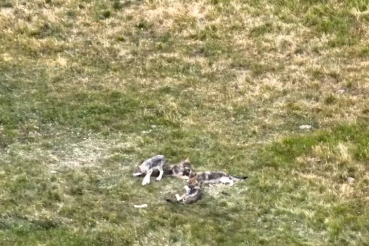 Colorado Celebrates Birth of At Least Six Wolf Pups in Ongoing Conservation Effort