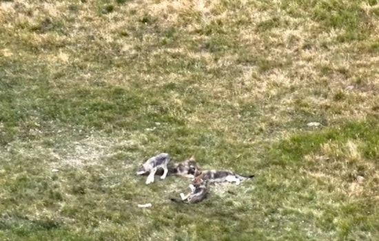Colorado Celebrates Birth of At Least Six Wolf Pups in Ongoing Conservation Effort