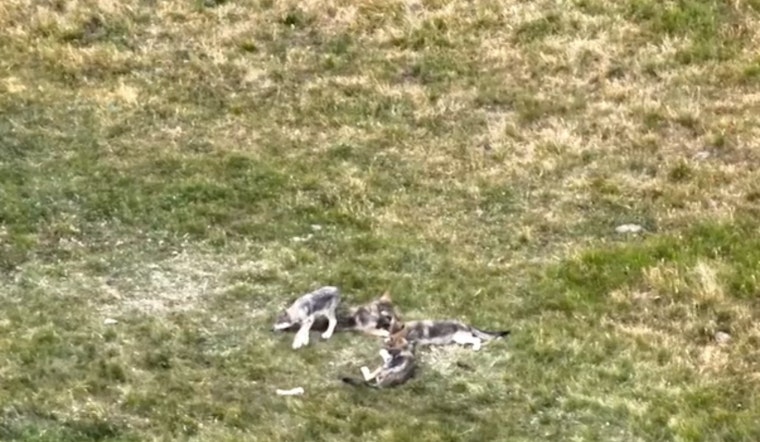 Colorado Celebrates Birth of At Least Six Wolf Pups in Ongoing Conservation Effort