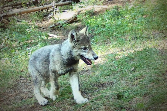 Colorado Celebrates the Emergence of Three New Wolf Packs Amid Reintroduction Efforts