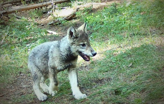 Colorado Celebrates the Emergence of Three New Wolf Packs Amid Reintroduction Efforts