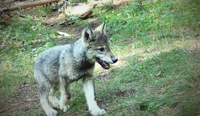 Colorado Celebrates the Emergence of Three New Wolf Packs Amid Reintroduction Efforts