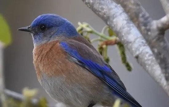 Colorado Parks and Wildlife Seeks Public Feedback on 2025 State Wildlife Action Plan