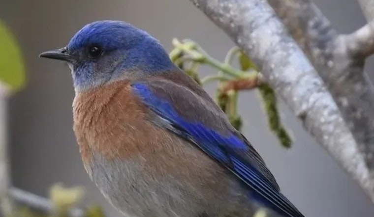 Colorado Parks and Wildlife Seeks Public Feedback on 2025 State Wildlife Action Plan