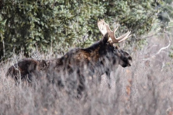 Colorado Parks and Wildlife Seeks Public Input on Moose Herd Management Plans for Southwest Region