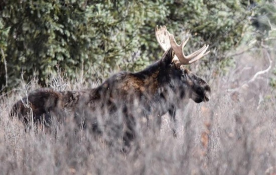 Colorado Parks and Wildlife Seeks Public Input on Moose Herd Management Plans for Southwest Region