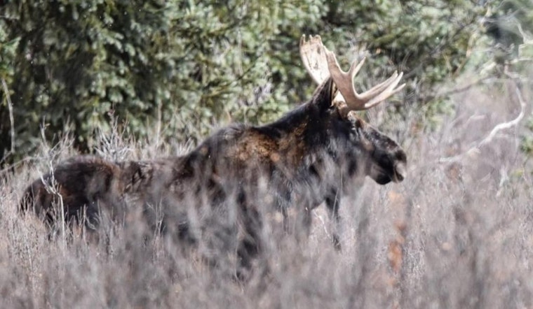 Colorado Parks and Wildlife Seeks Public Input on Moose Herd Management Plans for Southwest Region