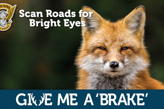 Colorado's "Give Me a ‘Brake’" Campaign Ends, Yet Wildlife on Roads Remains a Threat