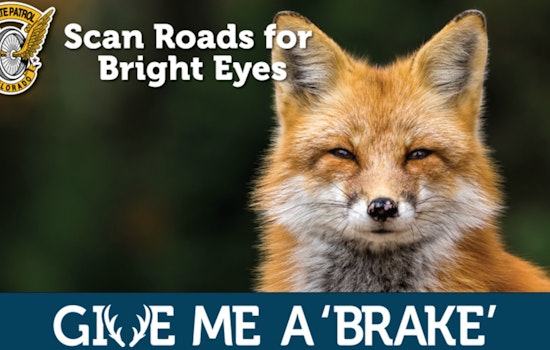 Colorado's "Give Me a ‘Brake’" Campaign Ends, Yet Wildlife on Roads Remains a Threat