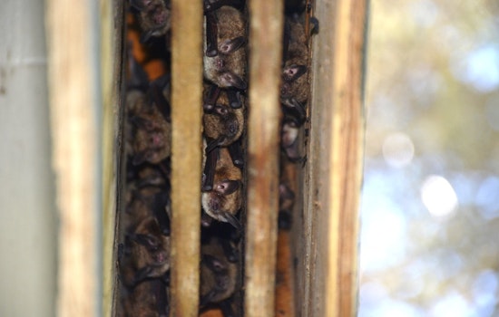 Community Scientists Team Up for Great Wisconsin Bat Count, Record Numbers Offer Hope Amidst White-Nose Syndrome Crisis