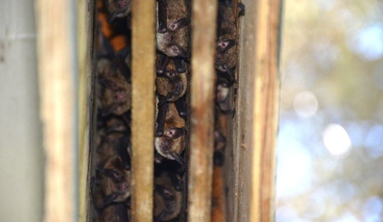 Community Scientists Team Up for Great Wisconsin Bat Count, Record
