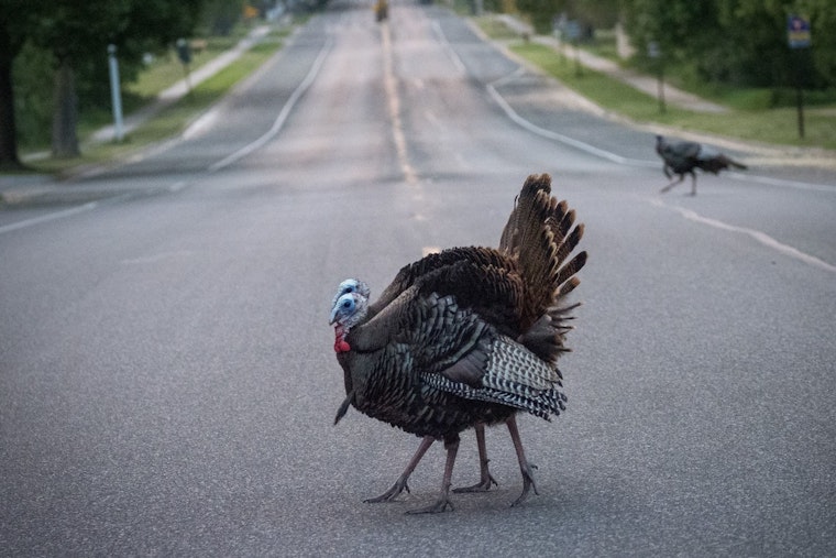 Coon Rapids Photography Contest Invites Amateur Shutterbugs to Capture "Amazing Animals" for Cash Prizes