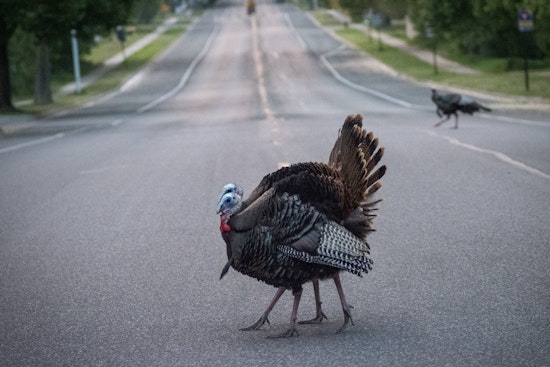 Coon Rapids Photography Contest Invites Amateur Shutterbugs to Capture "Amazing Animals" for Cash Prizes