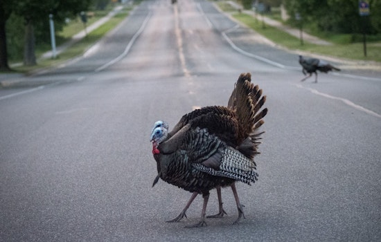 Coon Rapids Photography Contest Invites Amateur Shutterbugs to Capture "Amazing Animals" for Cash Prizes