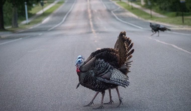 Coon Rapids Photography Contest Invites Amateur Shutterbugs to Capture "Amazing Animals" for Cash Prizes