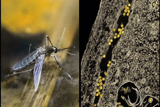 Dallas Initiates Nighttime Spraying to Combat West Nile Virus After Mosquitoes Test Positive